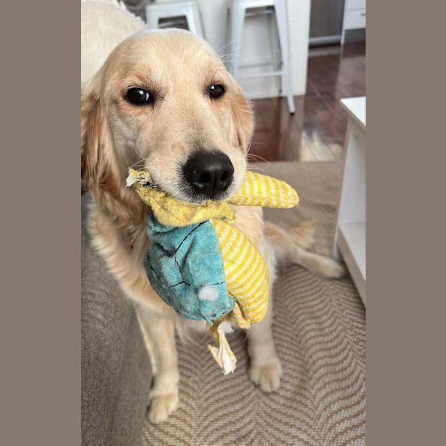 Photo of Violet   6 Year Old Golden Retriever
