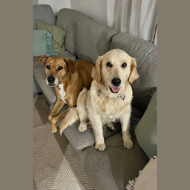 Photo of Violet   6 Year Old Golden Retriever