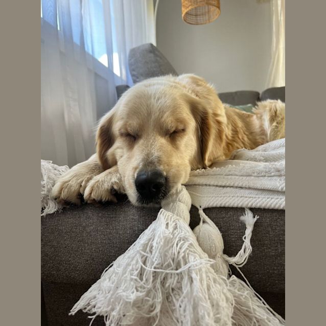 Photo of Violet   6 Year Old Golden Retriever