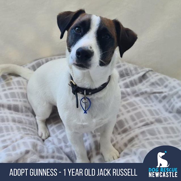 Guinness 1 Year Old Jack Russell (Trial 2/9/23) Small Male Jack