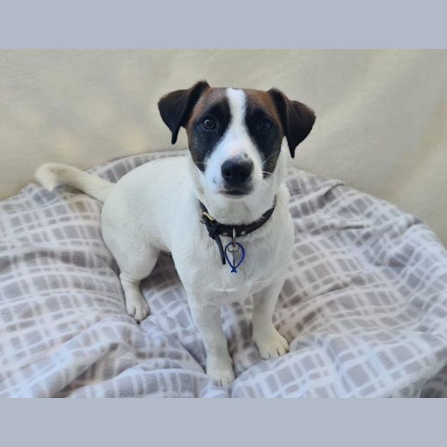 Guinness 1 Year Old Jack Russell (Trial 2/9/23) Small Male Jack