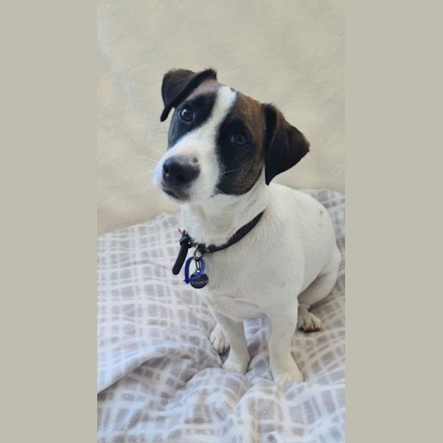 Photo of Guinness   1 Year Old Jack Russell (Trial 2/9/23)