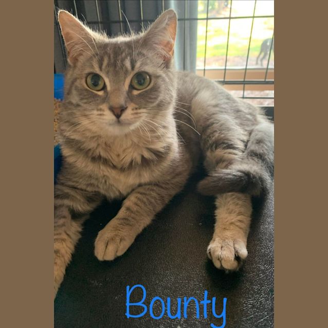 Photo of Bounty