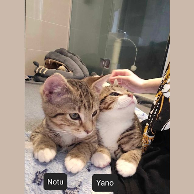 Photo of Yano