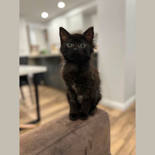 Photo of Little Lapa