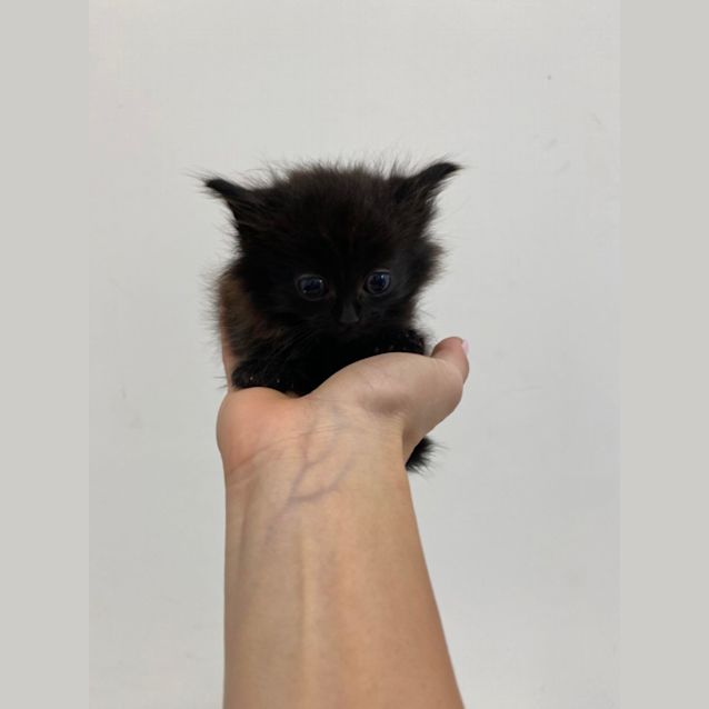 Photo of Little Lapa