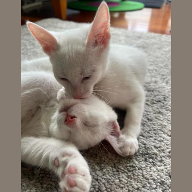 Photo of Newton And Asimov (Bonded Pair)