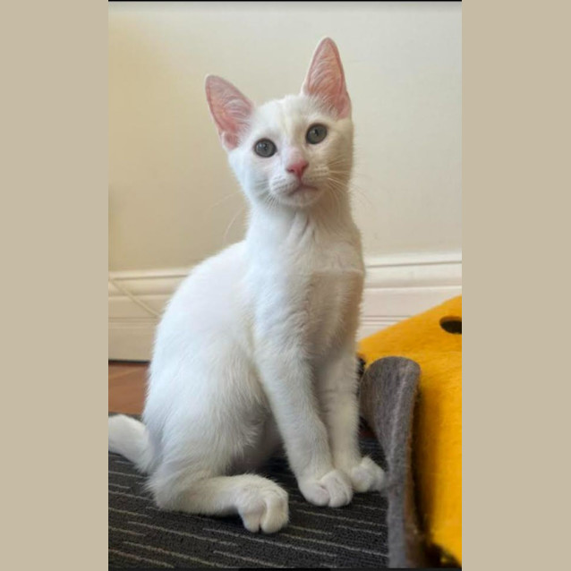 Photo of Newton And Asimov (Bonded Pair)