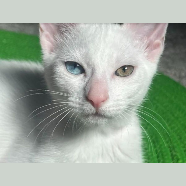 Photo of Newton And Asimov (Bonded Pair)