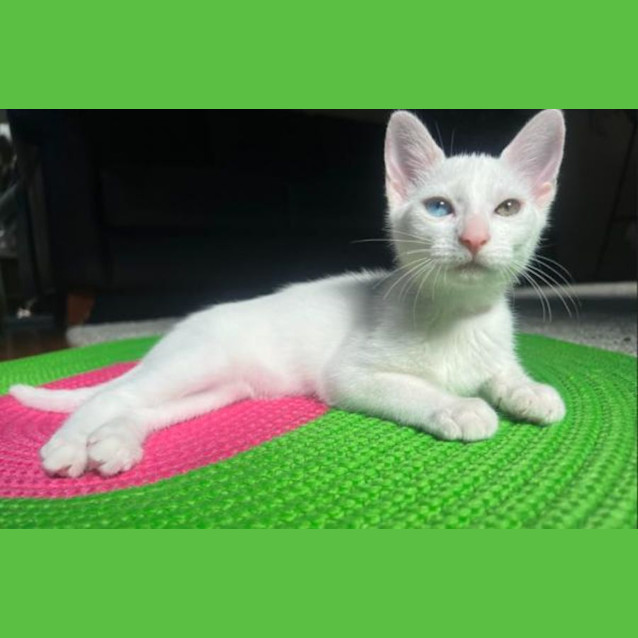 Photo of Newton And Asimov (Bonded Pair)