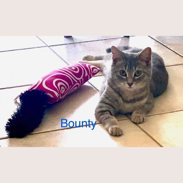 Photo of Bounty