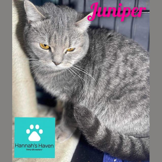 Photo of Juniper