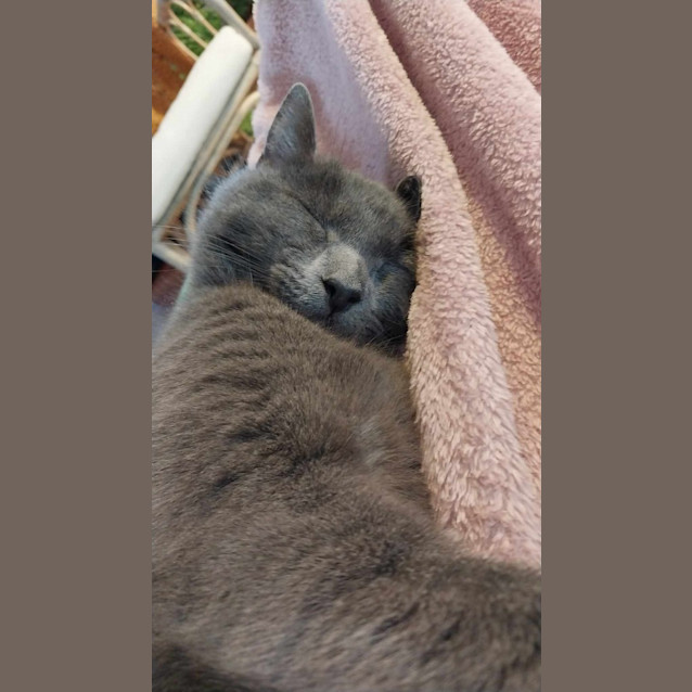 Photo of Daisy