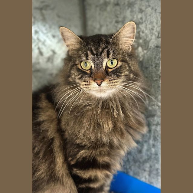 Photo of Loki