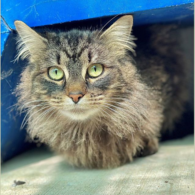 Photo of Loki