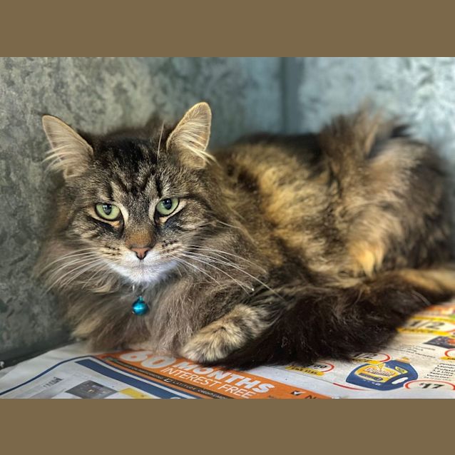 Photo of Loki