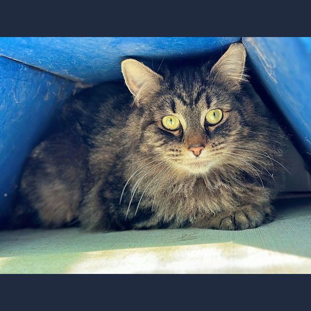 Photo of Loki