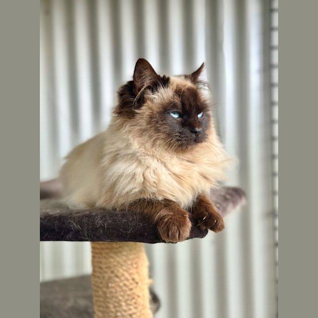 Photo of Aslan