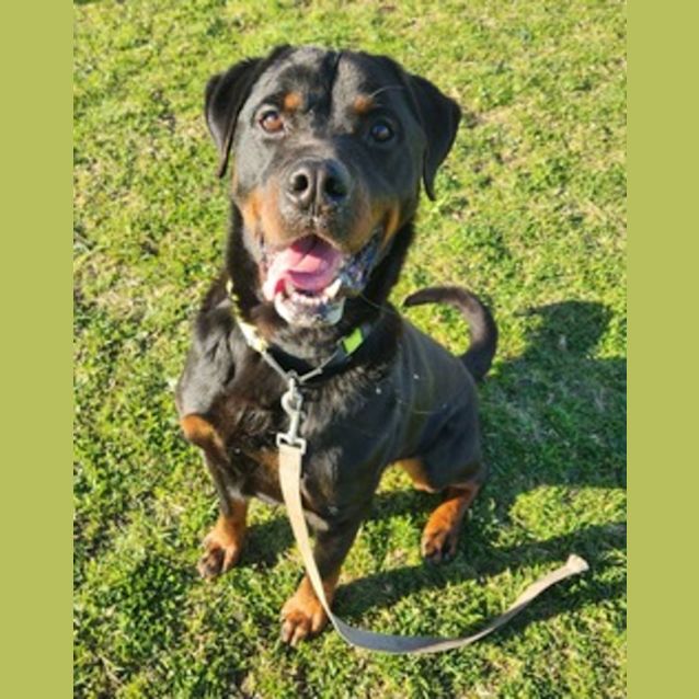Photo of Angus (60893)