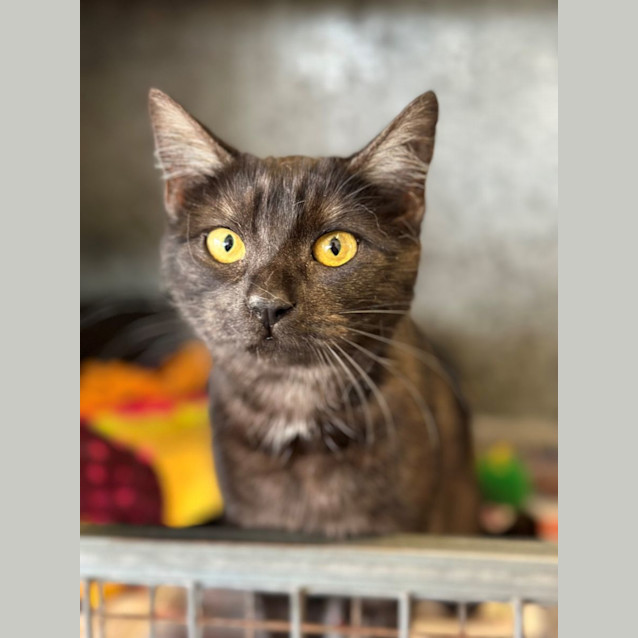 Photo of Hattie