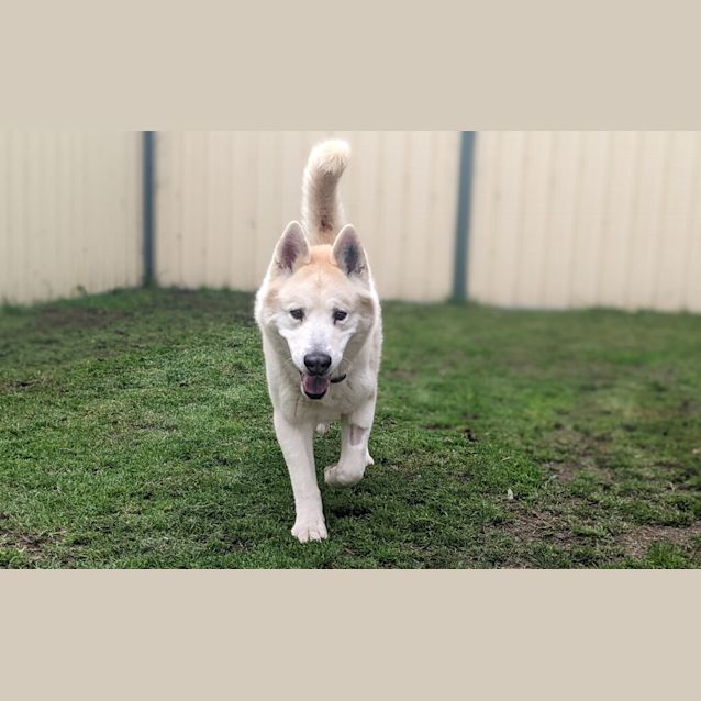 Photo of Whizzer