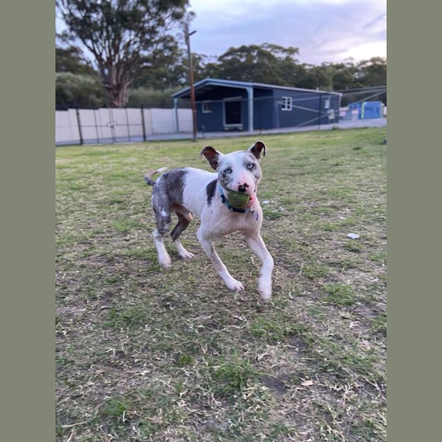 Photo of Bobby   9 Month Old Catahoula X (Trial)