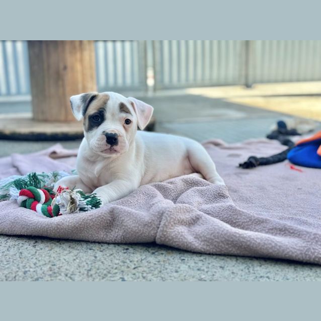 Photo of Moxie