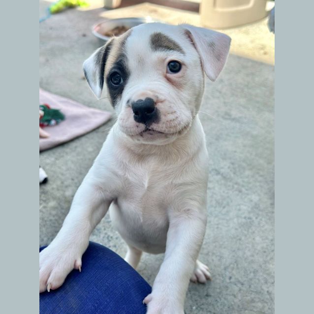 Photo of Moxie