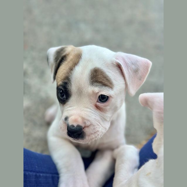 Photo of Moxie