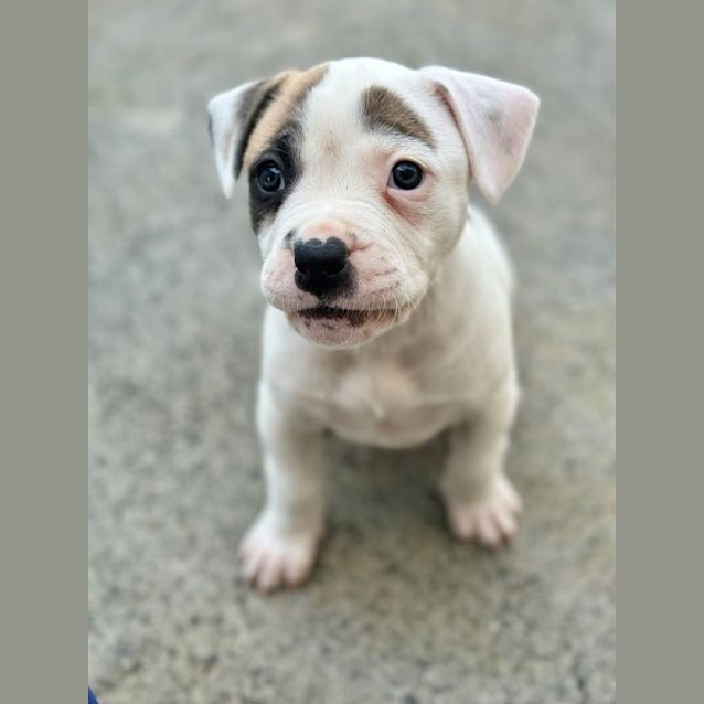 Photo of Moxie
