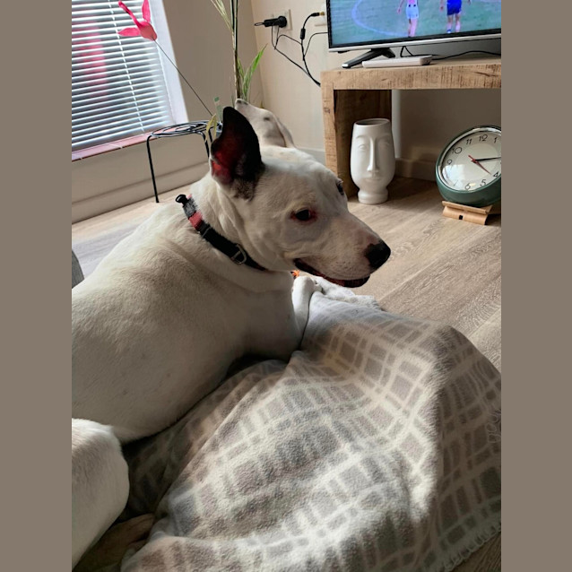 Photo of Toby