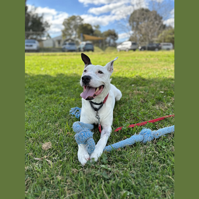Photo of Toby