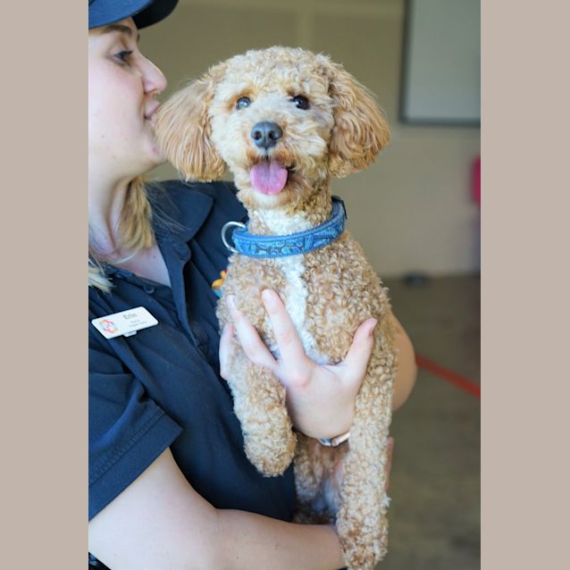 Photo of Rusty