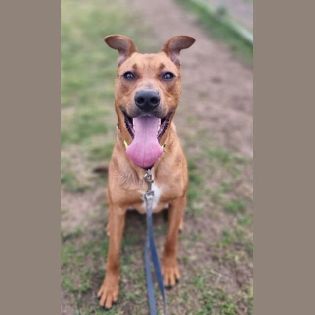 Photo of Rusty