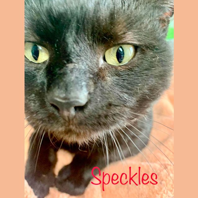 Photo of Speckles 