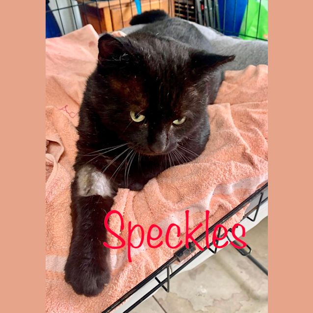 Photo of Speckles 