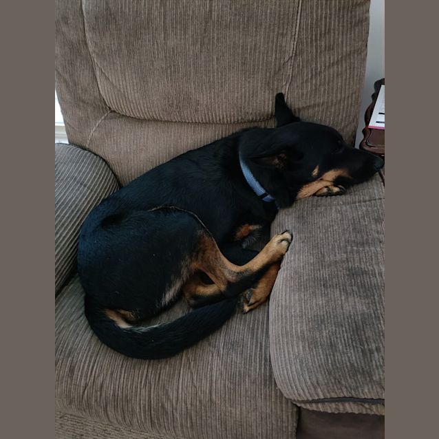 Photo of Ollie
