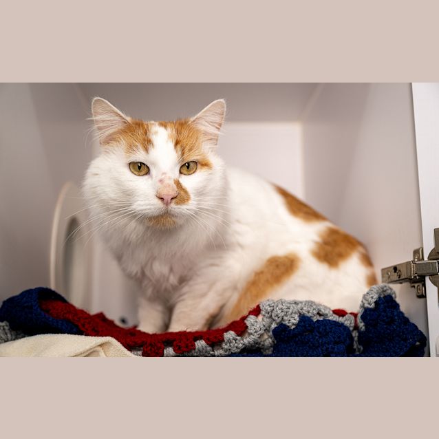 Photo of Mango