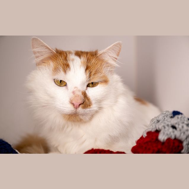 Photo of Mango