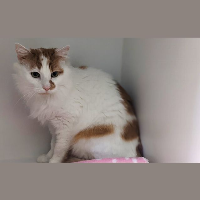 Photo of Mango