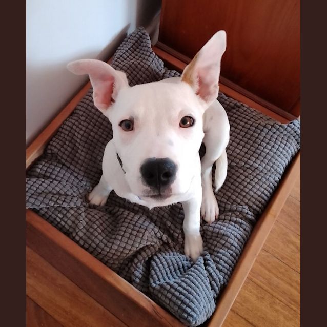 Photo of Sammy   5 Month Old Staffy X (Trial 8/10/23)