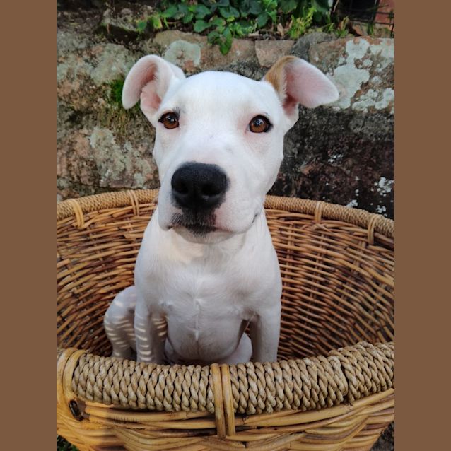 Photo of Sammy   5 Month Old Staffy X (Trial 8/10/23)