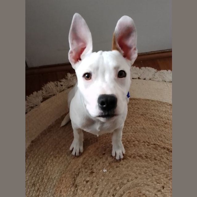 Photo of Sammy   5 Month Old Staffy X (Trial 8/10/23)