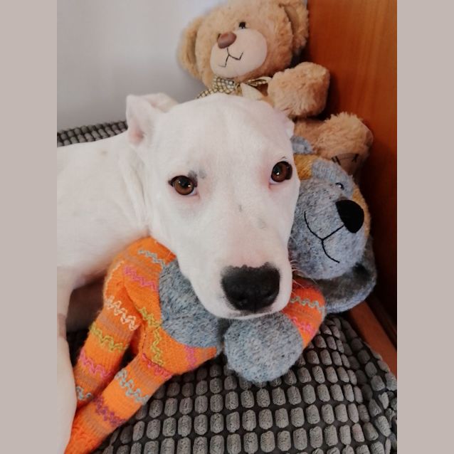 Photo of Sammy   5 Month Old Staffy X (Trial 8/10/23)
