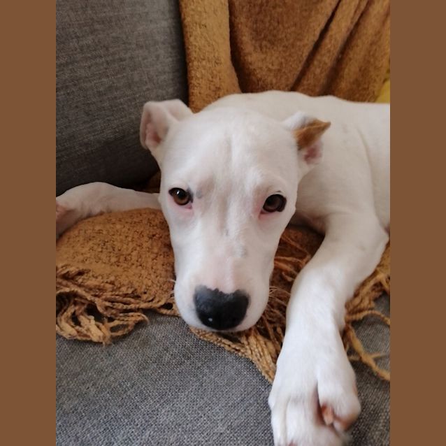 Photo of Sammy   5 Month Old Staffy X (Trial 8/10/23)