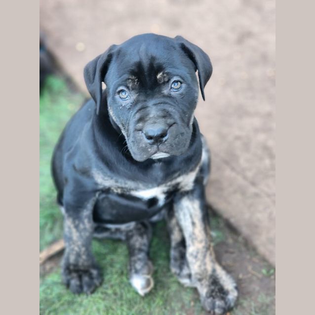 Photo of Shania Twain