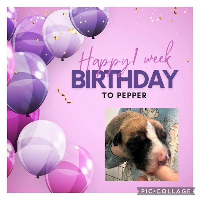 Photo of Pepper