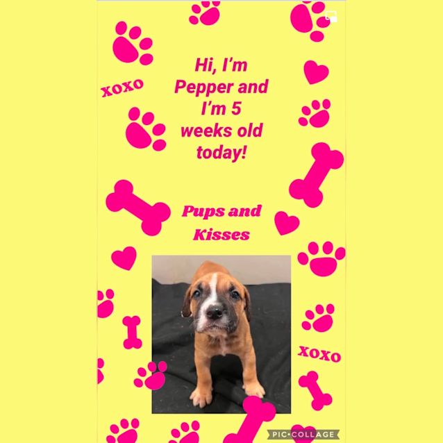 Photo of Pepper