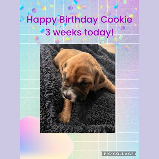 Photo of Cookie