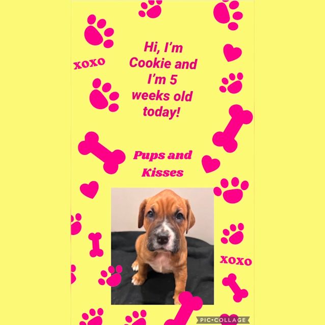 Photo of Cookie